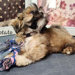 Potato - Brown male Lhasa Apso puppy in Jefferson, New York from Absolute Lhasa Love