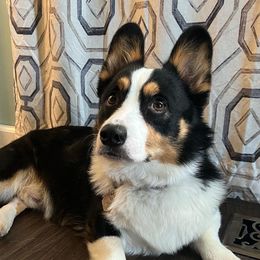 Juno - Pembroke Welsh Corgi