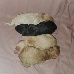 Aussiedoodle, Goldendoodle, and Poodle Puppies from Law Doodles