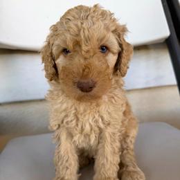 Beau - Apricot male Poodle puppy in Tucson, Arizona from Desert Doodles + Poodles