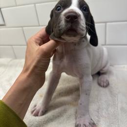 Green Boy - Liver male German Shorthaired Pointer puppy in White Salmon, Washington from Holding Hands Farm
