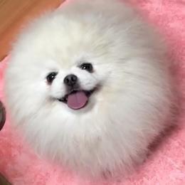 Ice White Mom - Pomeranian