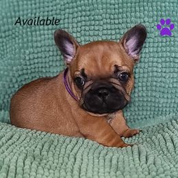French Bulldog Puppies from Janet's Frenchies