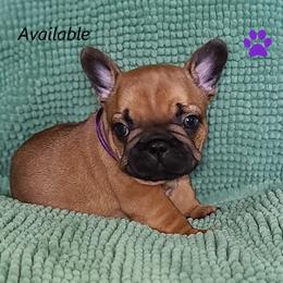 French Bulldog Puppies from Janet's Frenchies