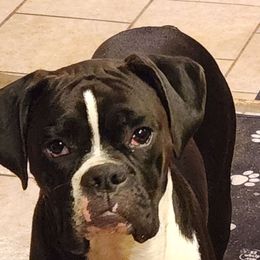 Onyx - Boxer