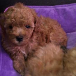 Dark red girl - Red  female Poodle puppy in Burien, Washington from South Sound Doodles