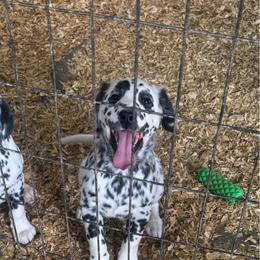 G4 - White and black female Dalmatian puppy in Williamsburg, Ohio from Dewey’s Dals