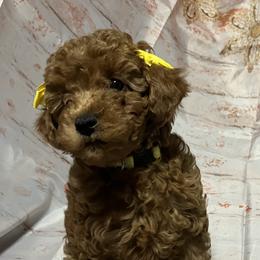 Poodle Puppies from Firebird Toy Poodles