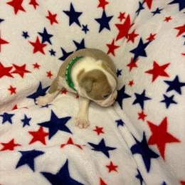 Winston - Lilac male Boston Terrier puppy in Charleston, West Virginia from Mountain Momma Bostons