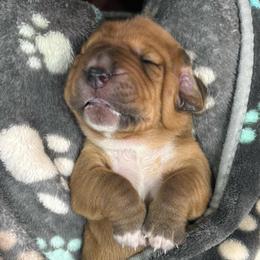 Male Red (Socks) - Red and white male Basset Hound puppy in Oviedo, Florida from Boss Farms