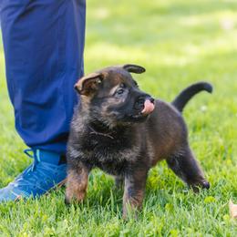 German Shepherd Puppies from Faoladh German Shepherds