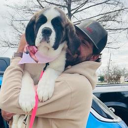 Dark Yellow - Mahogany and white female Saint Bernard puppy in Double Springs, Alabama from St Bernard Kingdom, LLC
