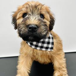 Brown - Wheaten male Soft Coated Wheaten Terrier puppy in Grand Prairie, Texas from Wonderful Wheatens