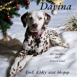 Davina - Dalmatian