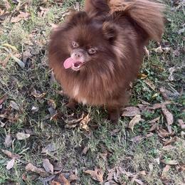 Willow- spayed - Chocolate sable female Pomeranian puppy in Muskogee, Oklahoma from Wonderlust Pomeranians