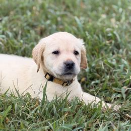 Yellow - Yellow female Labrador Retriever puppy in Anderson, South Carolina from Iris Aislings Labradors