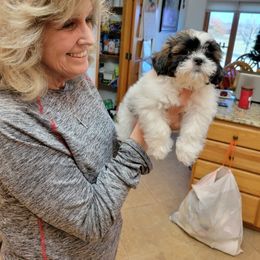 Shih Tzu Puppies from Grandma Ts Precious Puppies