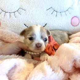 Scarlett - Merle female Chihuahua puppy in Mesa, Arizona from Arizona Dream Chihuahuas