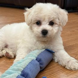 Baby - White and apricot female Bichon Frise puppy in Sacramento, California from Charming Bichons