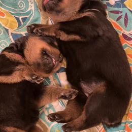 Rottweiler Puppies from Von Ratermann Rottweilers