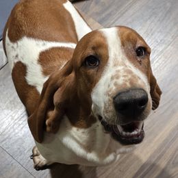 Azalea - Basset Hound