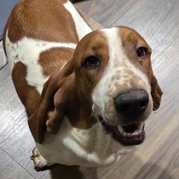 Azalea - Basset Hound