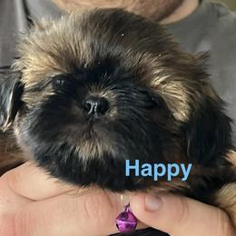 Happy - Chocolate and tan female Shih Tzu puppy in Bloomfield, Indiana from Meihem Pups