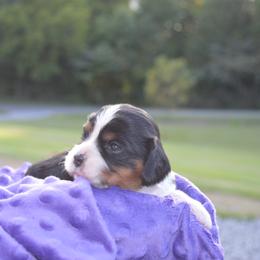 Cavalier King Charles Spaniel Puppies from Freeman's Royal Cavaliers
