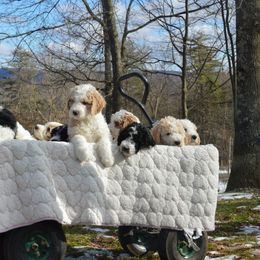 Goldendoodle Puppies from Happy Valley Doodles