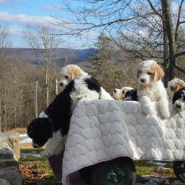 Goldendoodle Puppies from Happy Valley Doodles