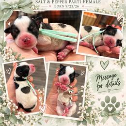 Piper - Parti female Miniature Schnauzer puppy in Magalia, California from NorCal Schnauzers