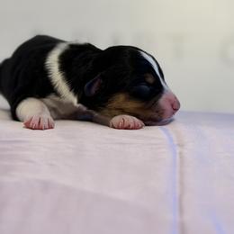 Australian Shepherd Puppies from Colorful Dreamers Australian Shepherds
