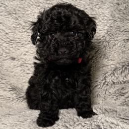 Pink - Black female Poodle puppy in Austin, Texas from C & C Texas Toy Poodles