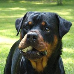 Rottweilers from Joan's Rottweilers