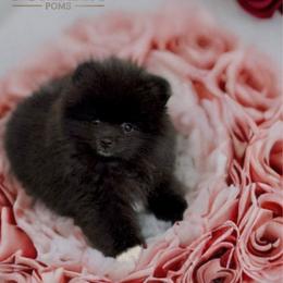 Mini Oreo - Black male Pomeranian puppy in North Port, Florida from POMRITA POM’S
