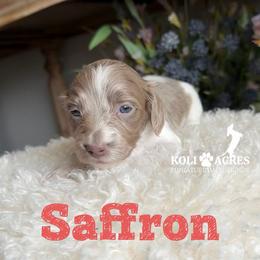Saffron - Fawn (isabella) and tan female Dachshund puppy in Kemp, Texas from Koli Acres