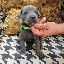 Girl 1 - Gray female Cane Corso puppy in Granbury, Texas from Revolutions Kennel