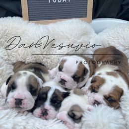Bulldog Puppies from Sweet Rolls