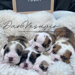Bulldog Puppies from Sweet Rolls