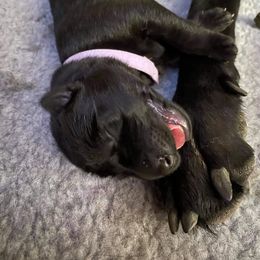 German Shepherd Puppies from Vom Bachwasser German Shepherd Dogs