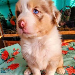Royal - Red merle male Australian Shepherd puppy in Guthrie, Oklahoma from 2bar Aussies