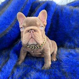 Henry - Blue fawn male French Bulldog puppy in Ben Lomond, Arkansas from Miesha Carver's Bulldogs