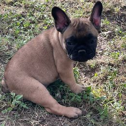 Girl 1 - female French Bulldog puppy in Comfort, Texas from Dayna Gwaltney