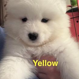 Australian Shepherd and Samoyed Puppies from SnowBlitz Samoyeds and CoralBlitz Aussies