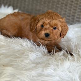 Rudy - Red male Cavapoo puppy in Hardin, Texas from Oodlesoflildoodles