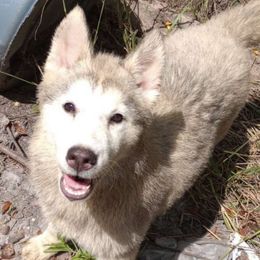 Quill - Gray and white Siberian Husky puppy in Dunnellon, Florida from Clover's Legacy Siberians