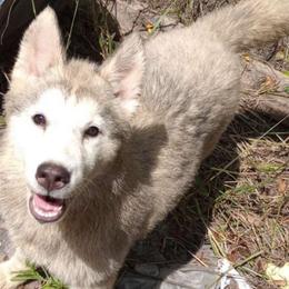 Quill - Gray and white Siberian Husky puppy in Dunnellon, Florida from Clover's Legacy Siberians