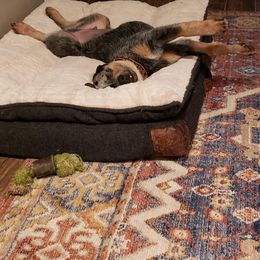 Australian Cattle Dog Puppies from Cindy McKinney's Australian Cattle Dogs