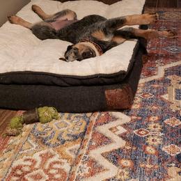 Australian Cattle Dog Puppies from Cindy McKinney's Australian Cattle Dogs
