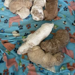 Aussiedoodle Puppies from Aussiedoodles in Dixie